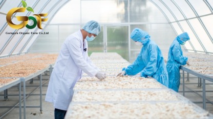 โรงงานรับผลิตชาสมุนไพร-กอเงินออร์แกนิคฟาร์ม - โรงงานรับผลิตชาสมุนไพร-กอเงินออร์แกนิคฟาร์ม